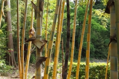 キンメイチク