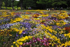 花壇広場