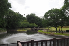 白鳥の池