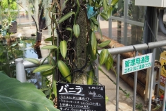 バニラ