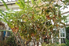 仙女の舞（多肉植物）