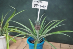 パイナップル