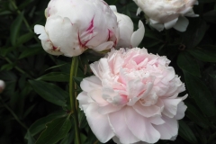 芍薬
