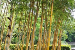 キンメイチク